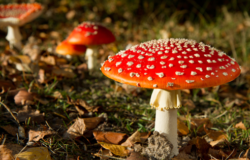 magic-mushrooms.jpg